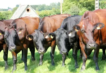 <em class="placeholder">vaches rouges flamandes</em>