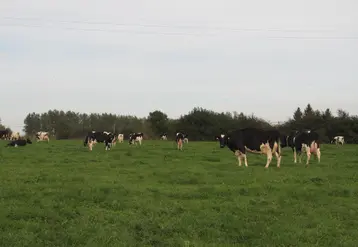 vaches laitières au pâturage dans une prairie permanente du Grand Est