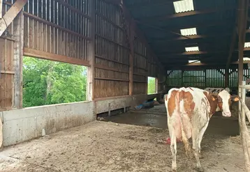 <em class="placeholder">vache laitière dans stabulation avec ouvertures</em>