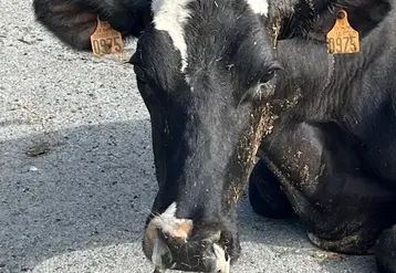 <em class="placeholder">vache laitière atteinte de FCO</em>