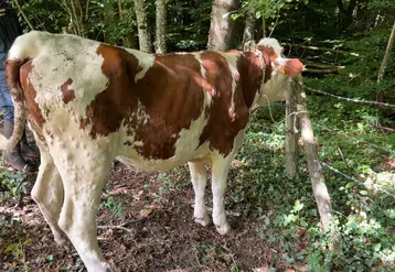 <em class="placeholder">vache atteinte de DNC</em>