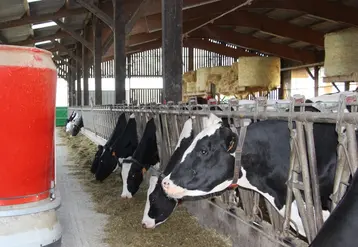 <em class="placeholder">robot d&#039;alimentation distribuant une ration à des vaches laitières</em>