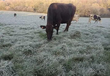 <em class="placeholder">vache au pâturage en hiver sur prairie gelée</em>