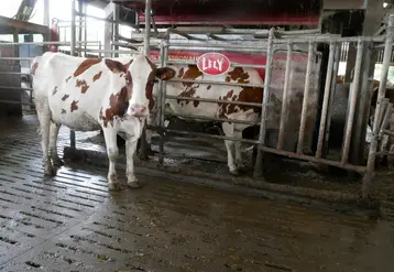<em class="placeholder">Vache laitière au robot de traite.</em>