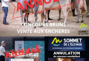 vaches laitières en concours avec la mention annulé qui barre la photo