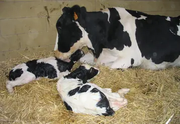 <em class="placeholder">vache ayant vêlé de veaux jumeaux</em>