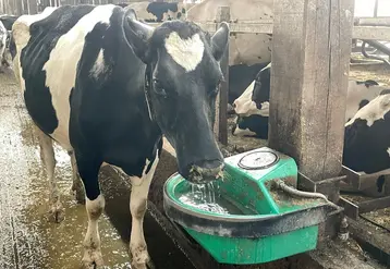 <em class="placeholder">Abreuvement : quatre critères pour vérifier si vos vaches boivent assez</em>