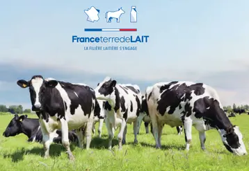 <em class="placeholder">vaches dans une prairie pour illustrer France Terre de Lait, la RSE de la filière laitière française</em>