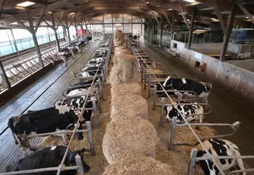 <em class="placeholder">bâtiment de vaches laitières</em>