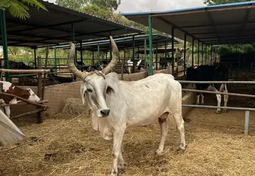 <em class="placeholder">dans un élevage du Sénégal, bovins laitiers de race locale et de race française</em>
