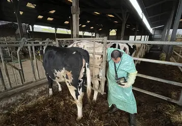 <em class="placeholder">fouille et échographie d'une vache</em>