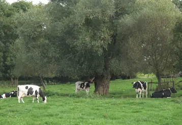 <em class="placeholder">pâturage sur une prairie permanente </em>