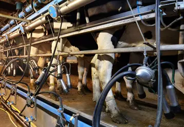 <em class="placeholder">Vaches laitières en salle de traite</em>