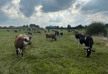 <em class="placeholder">vaches au pâturage</em>
