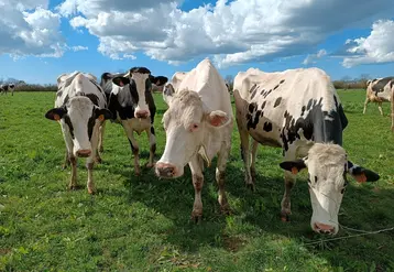 <em class="placeholder">Vaches laitières croisées au pâturage</em>