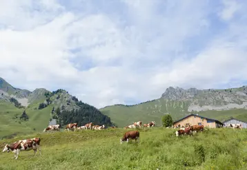 Troupeau de vaches Montbéliardes en alpage