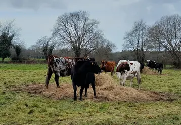 <em class="placeholder">Vaches laitières en train de manger une balle dans un pâturage en bale grazing</em>