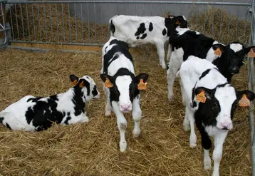 <em class="placeholder">ferme ouverte / I M G _ 2 8 2 9 / veaux primholstein nursery 2010</em>