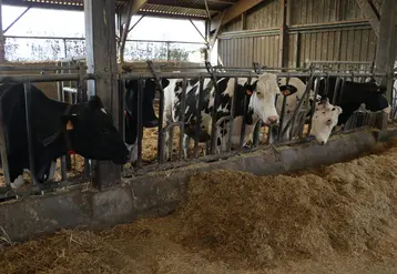 <em class="placeholder">vaches en prépa vêlage aux cornadis</em>