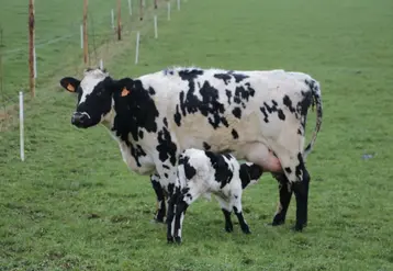 <em class="placeholder">vaches laitères issues de multiples croisement - 4500 litres en monotraite - veau de quelques jours sous la mère </em>