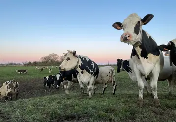 <em class="placeholder">vaches laitières au pâturage</em>