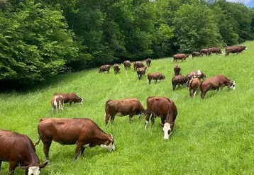 <em class="placeholder">troupeau de vaches abondance et montbéliarde en Haute-Savoie</em>