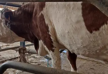 vache laitière atteinte de DNC 