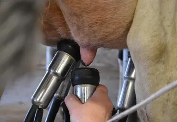 <em class="placeholder">gros plan sur le pis de la vache à la traite</em>