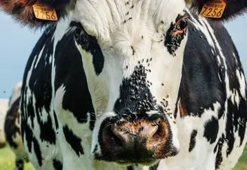 <em class="placeholder">vache avec des mouches sur elle</em>