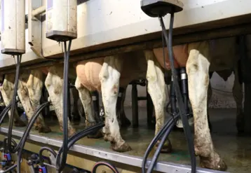 vaches à la traite
