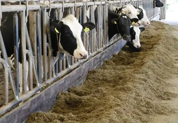<em class="placeholder">Vaches prim'Holstein aux cornadis dans une exploitation des Pays-Bas</em>