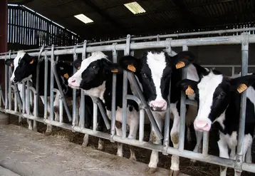 <em class="placeholder">IMG_1226 / Elevage laitier. Bovins lait.  génisses laitières au cornadis.</em>