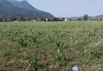 Une prairie temporaire en Isère, avec de la chicorée