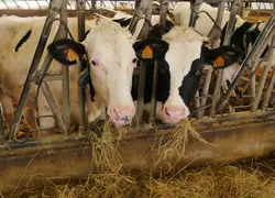 vaches laitières au cornadis