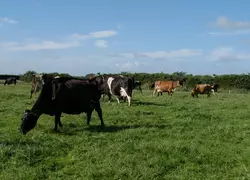 Vaches laitières de races mixtes pâturant en Nouvelle-Zélande