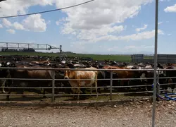 vaches laitières en Nouvelle-Zélande attendant la traite