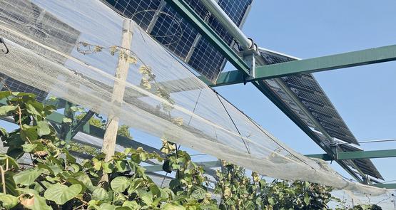 ombrieres agrivoltaiques sur verger de kiwi.jpg