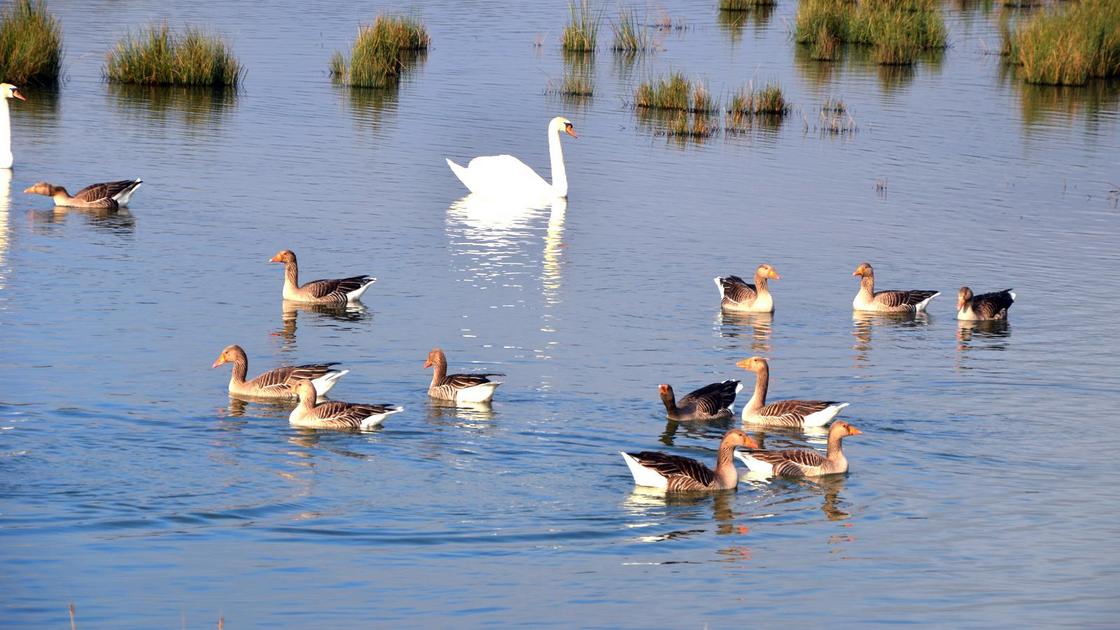 Influenza la France relève son niveau de risque et renforce les