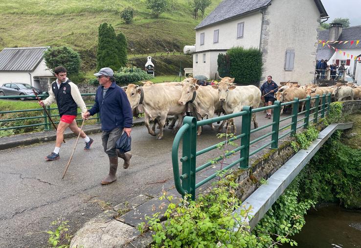 Des vaches et des brebis traversent le pont de Lourdios