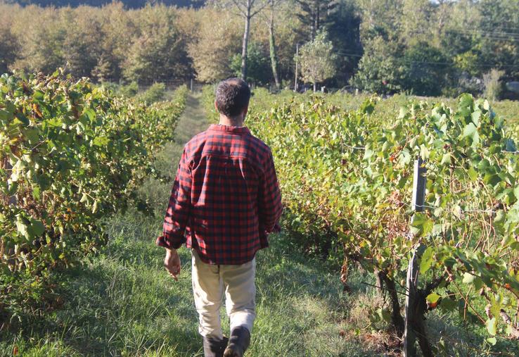 Un viticulteur arpente ses rangées de vignes