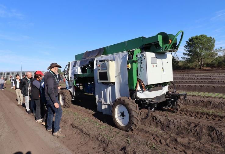 récolte robotisée des asperges