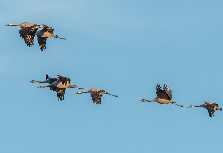 Vol de grues cendrées