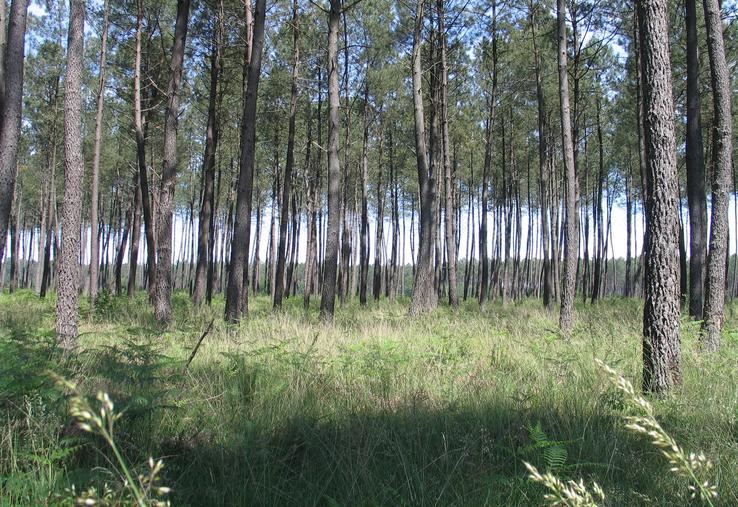 Forêt de pins maritimes dans les Landes