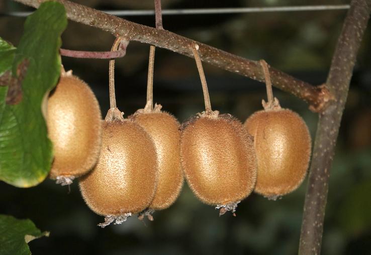 Des kiwis vert sur l’arbre avant la récolte