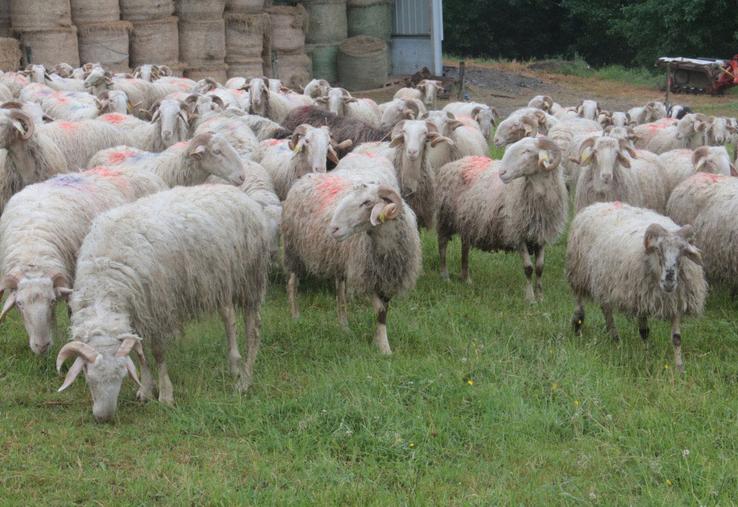 Des brebis dans une prairie