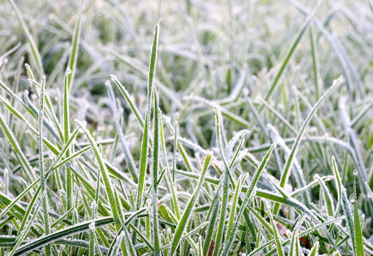 Une prairie gelée