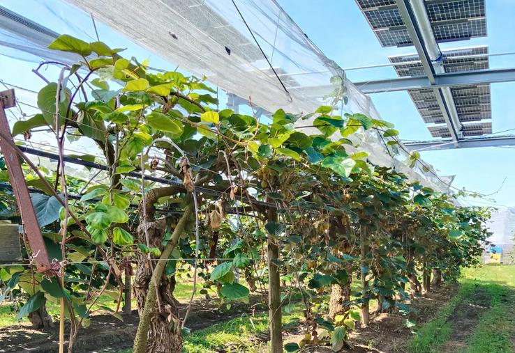 Verger de kiwi sous ombrière photovoltaïque