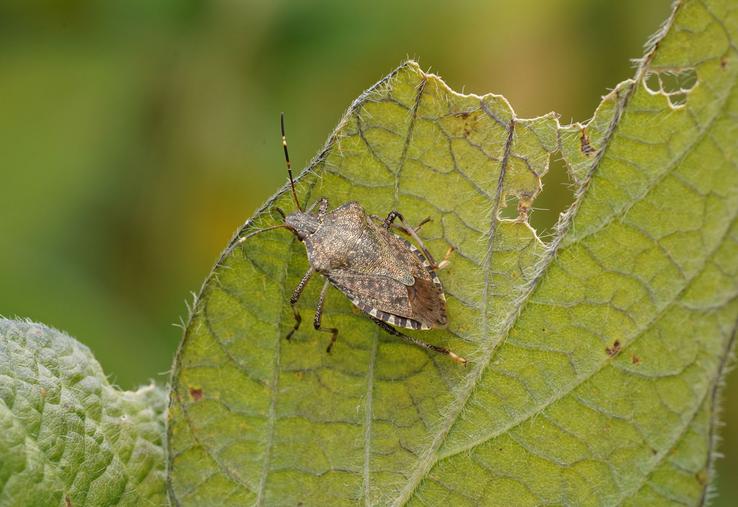 Une punaise diabolique sur une feuille
