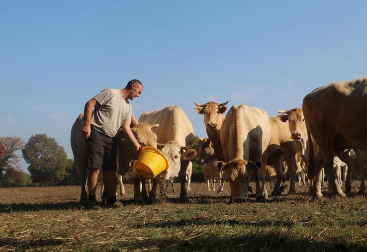 L’éleveur soigne ses Blondes d'Aquitaine