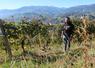 Laurent Goïty au cœur de ses vignes dans les collines du Pays basque